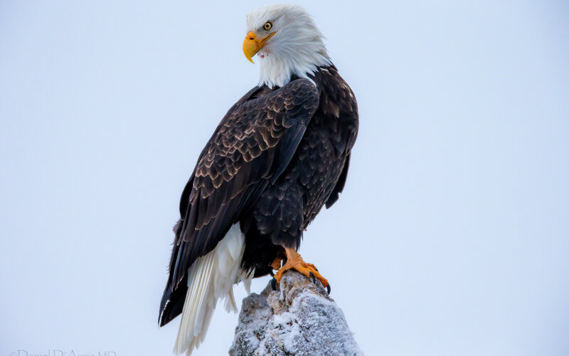 Bald Eagle on Rock — White, Serene