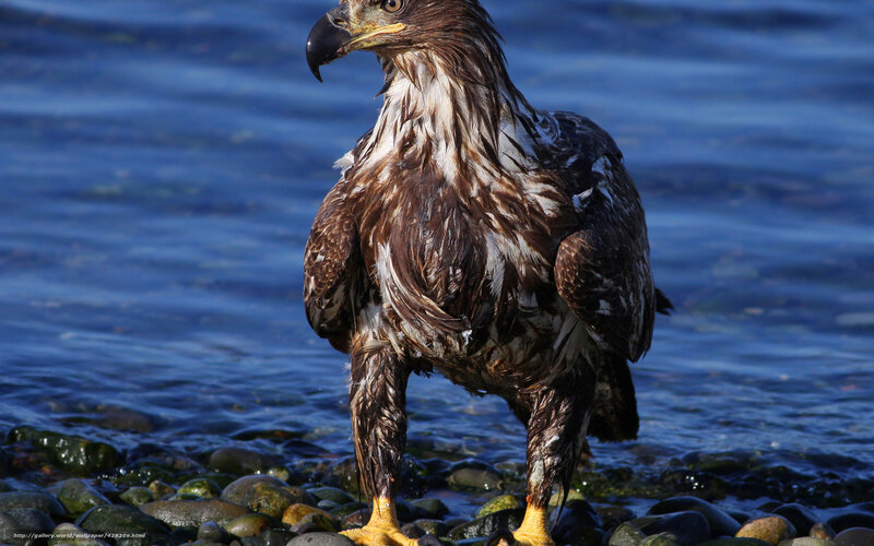 Bald eagle on rocky shore
