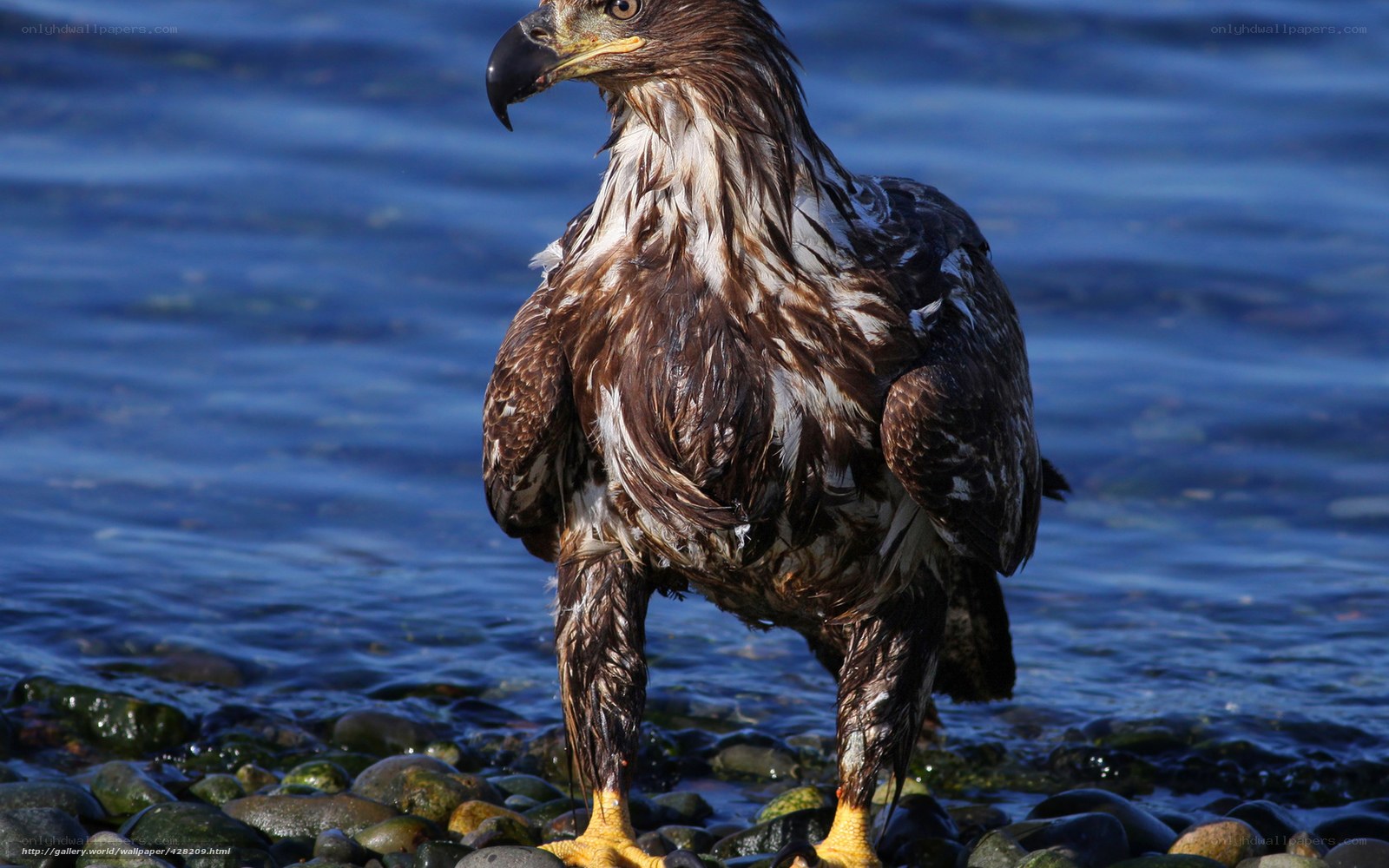 Bald eagle on rocky shore