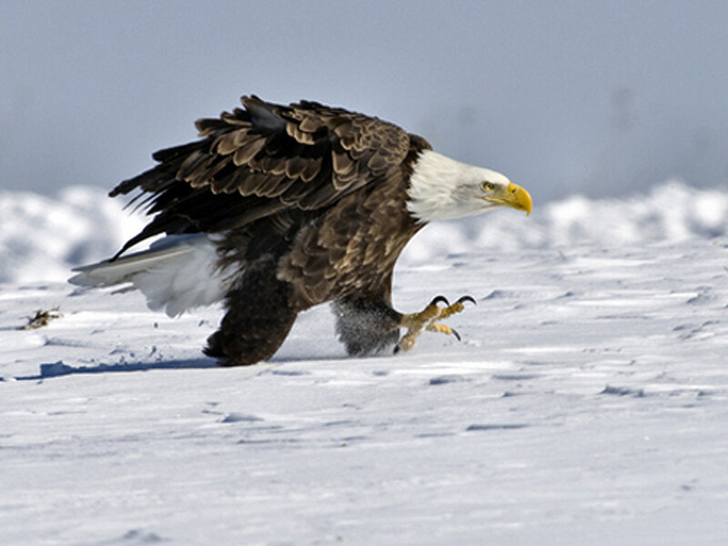 Bald Eagle on Snow