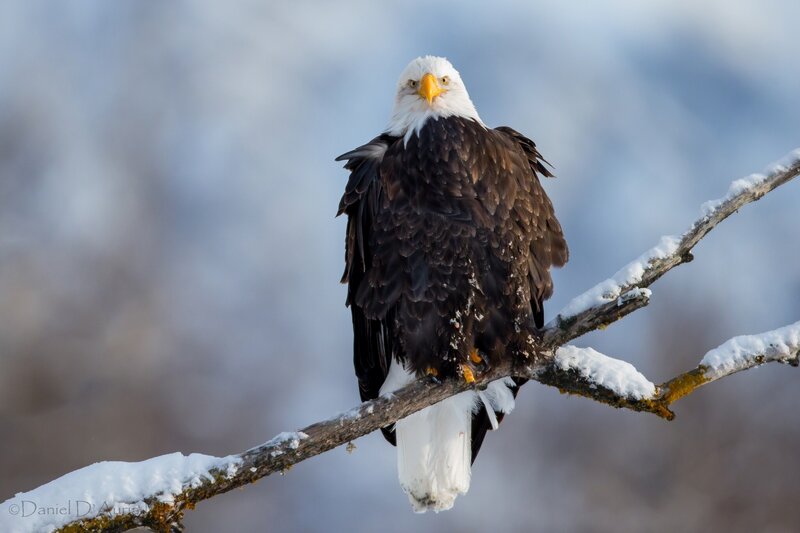 Bald eagle on snowy branch