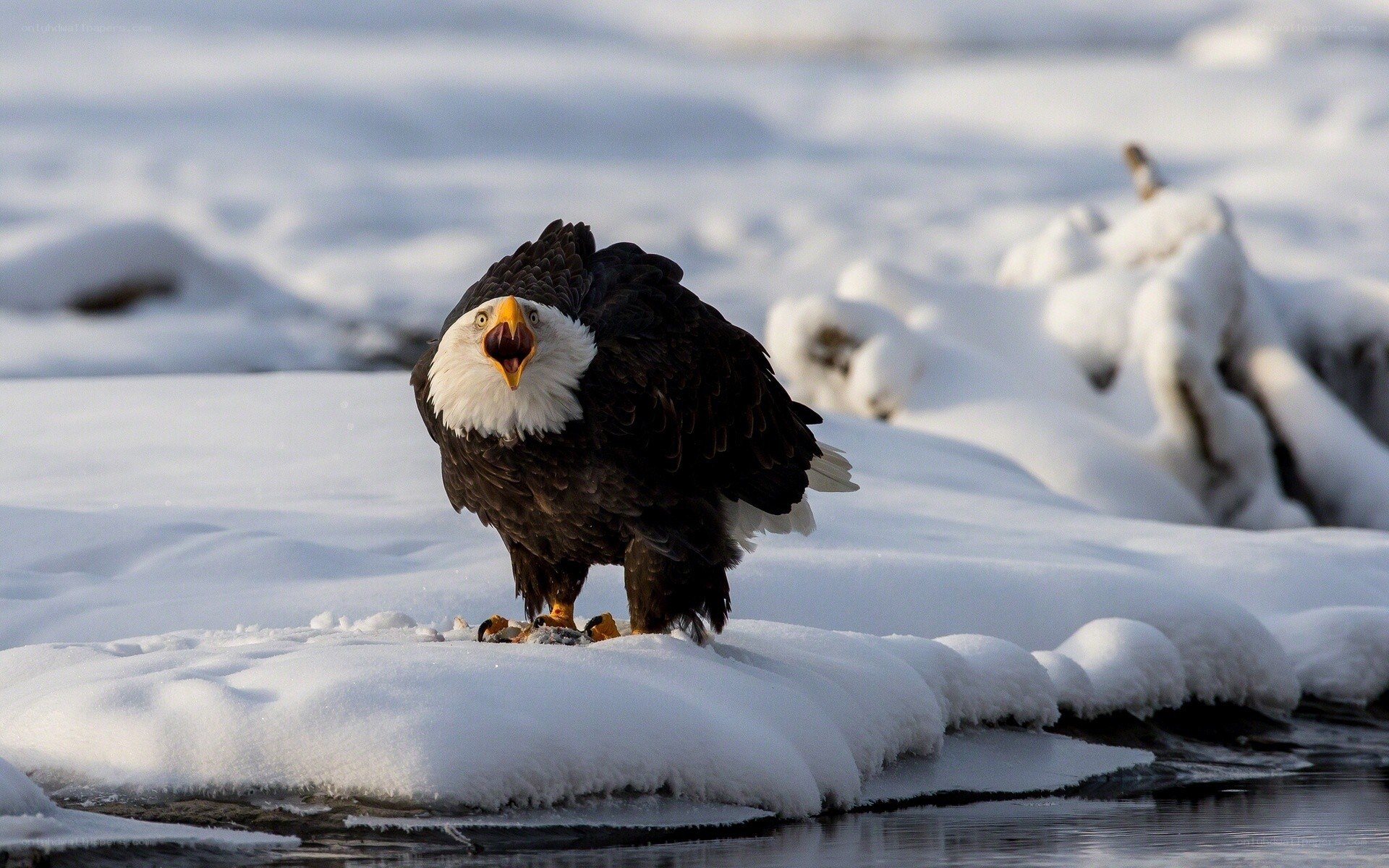 Bald eagle on snowy ice