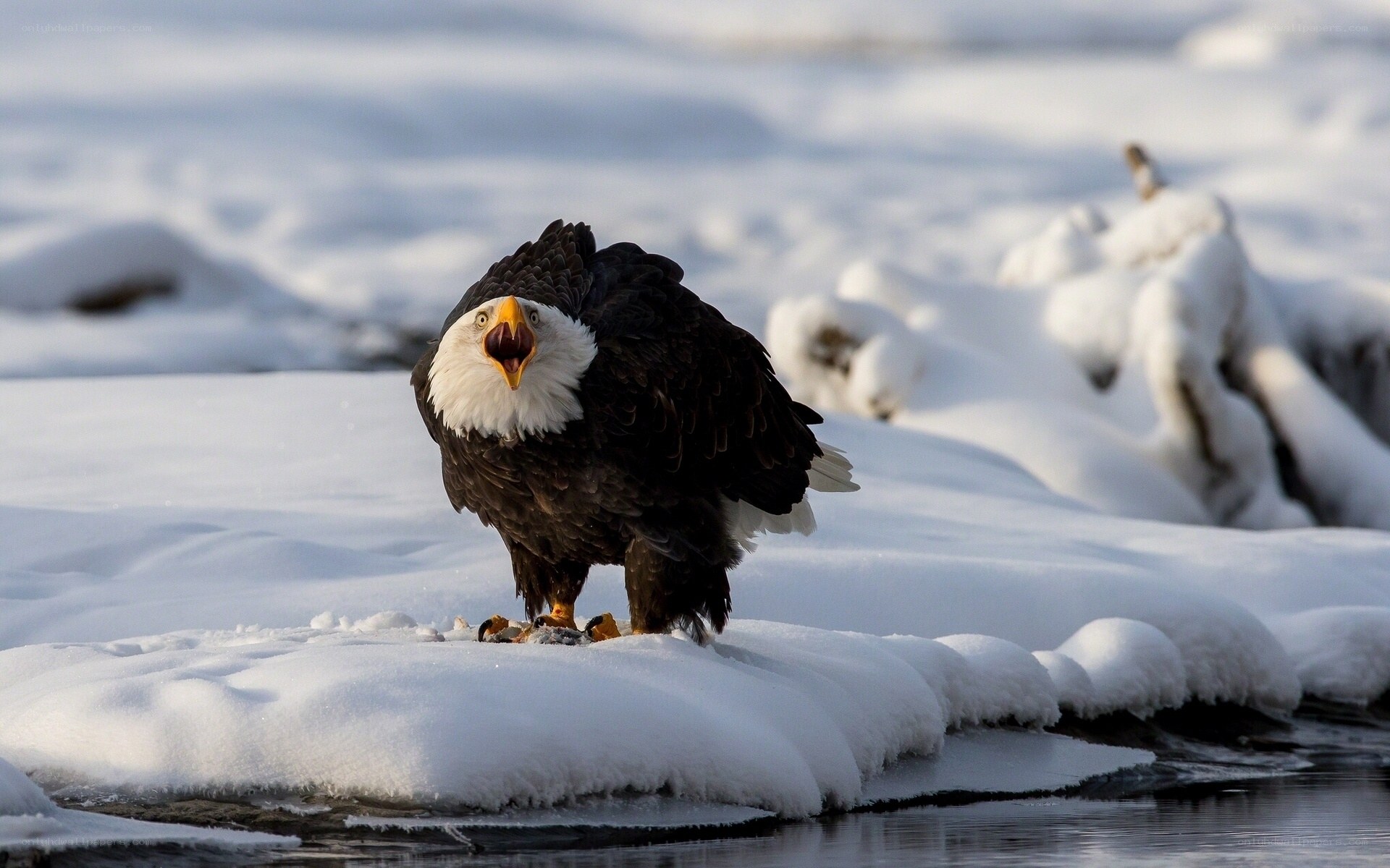 Bald eagle on snowy ice