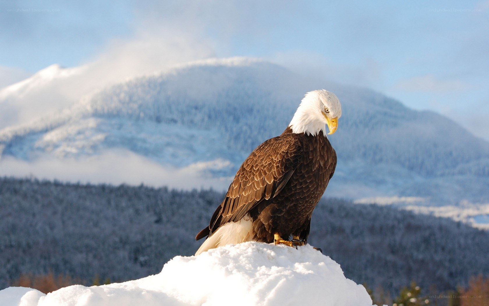 Bald eagle on snowy peak