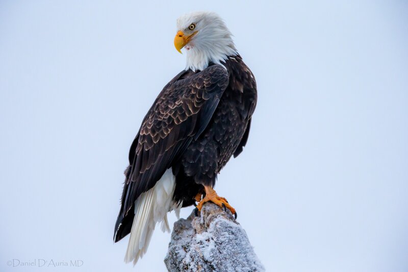 Bald eagle on snowy perch
