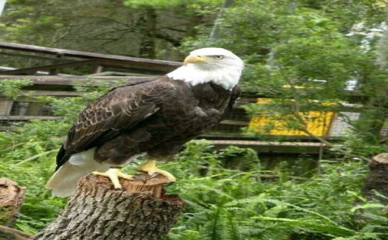 Bald Eagle on Stump