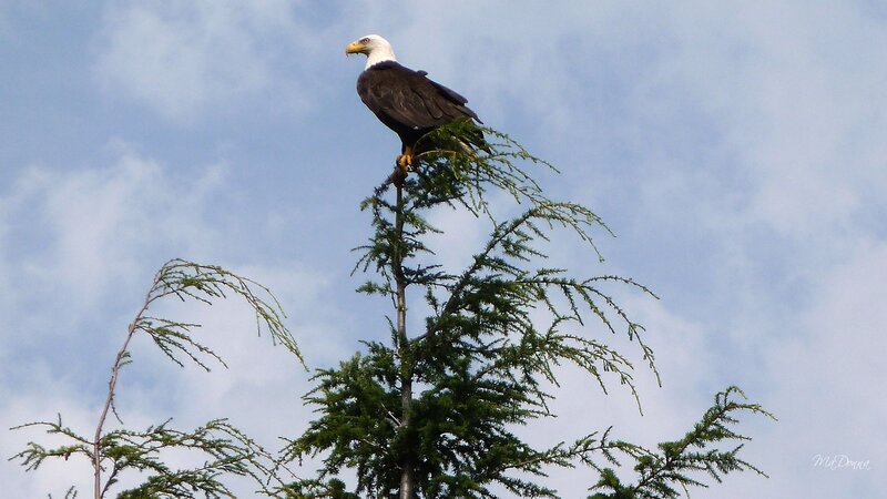 Bald Eagle on Tree — Blue, Serene, Afternoon