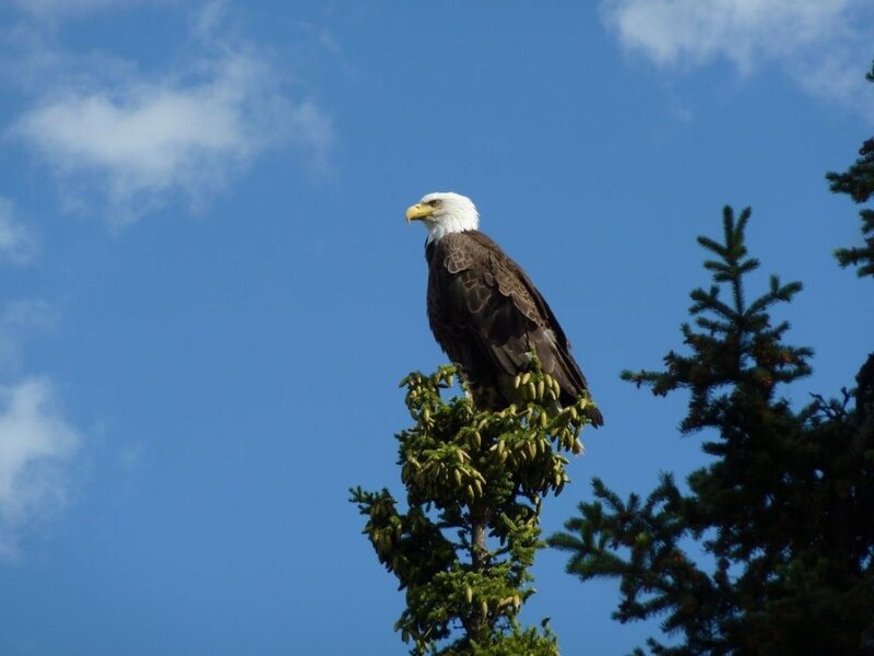 Bald Eagle on Tree — Blue, Serene