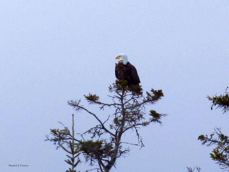 Bald Eagle on Tree — Blue