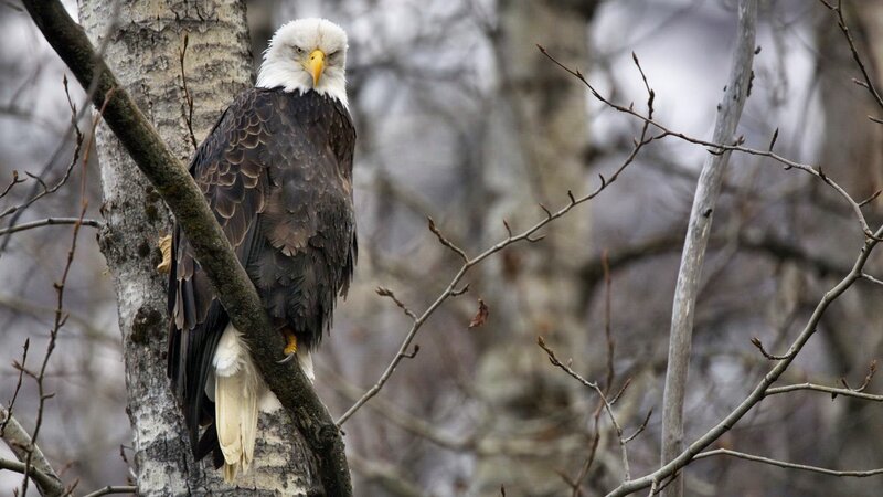 Bald Eagle on Tree Branch — Brown, Calm