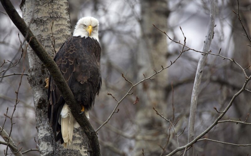 Bald Eagle on Tree Branch — Brown
