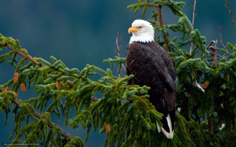 Bald Eagle on Tree Branch — Green, Calm