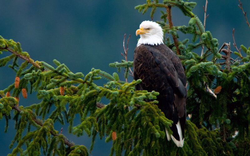 Bald Eagle on Tree Branch — Green