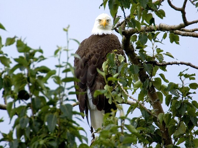 Bald Eagle on Tree Branch