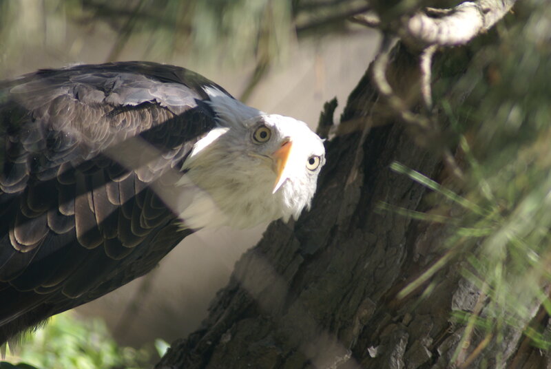 Bald Eagle on Tree — Brown, Alert