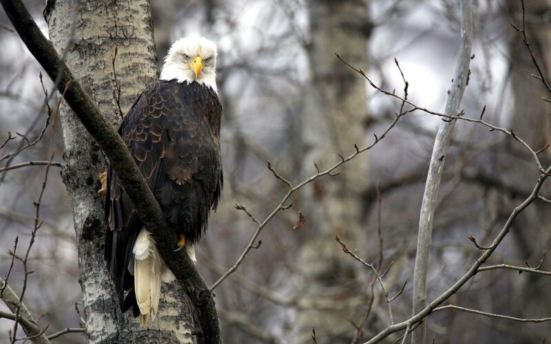 Bald Eagle on Tree — Brown, Calm