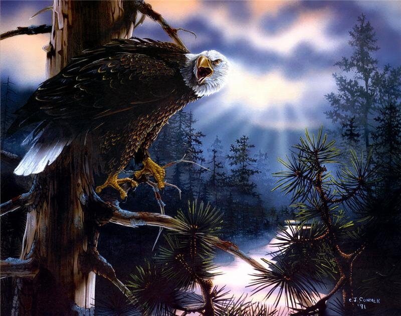Bald Eagle on Tree — Brown, Dramatic