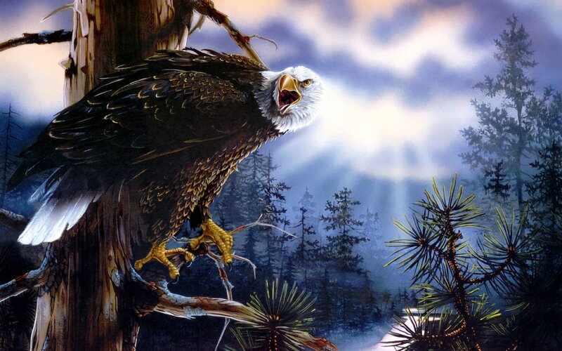 Bald Eagle on Tree — Brown