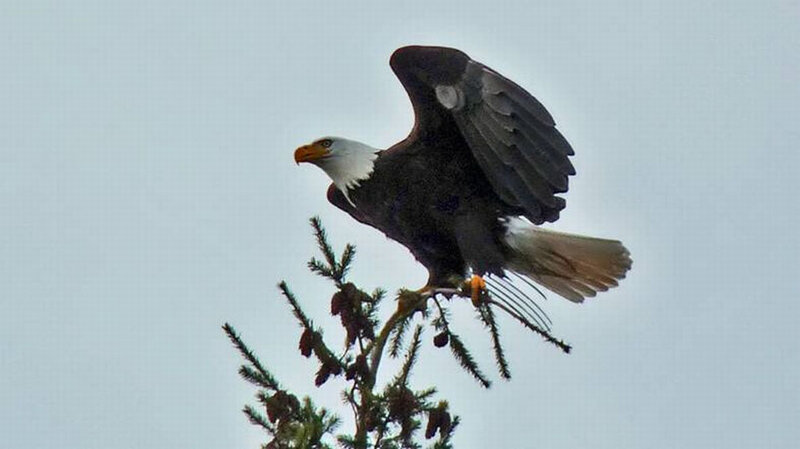 Bald Eagle on Tree — Gray