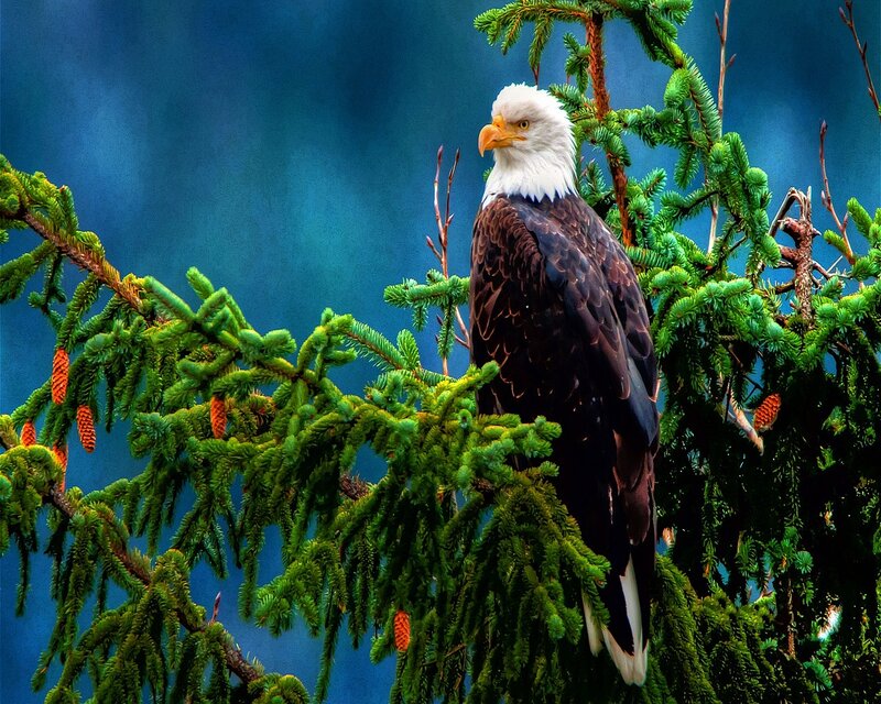 Bald Eagle on Tree — Green, Dramatic