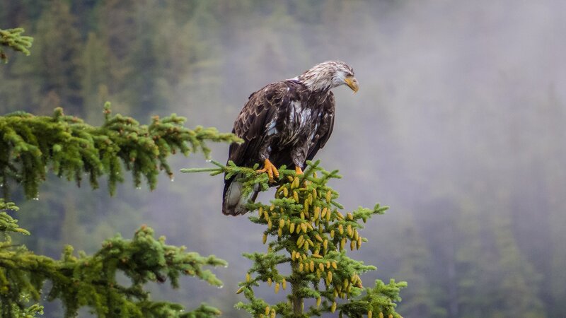 Bald Eagle on Tree — Green, Misty, Photograph