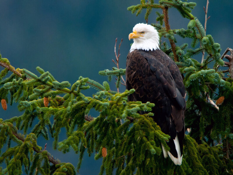 Bald Eagle on Tree — Green