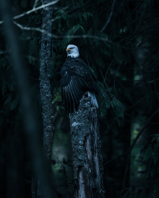Bald Eagle on Tree Stump