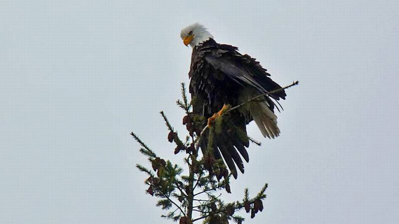 Bald eagle on tree top