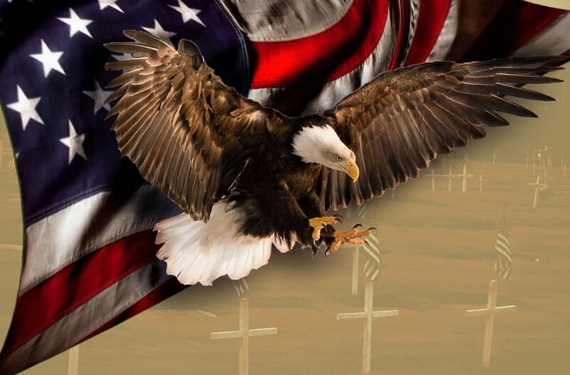 Bald eagle over a war cemetery