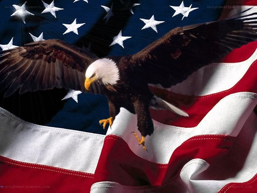 Bald eagle over American flag