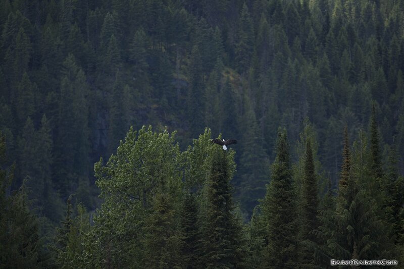 Bald eagle over forest