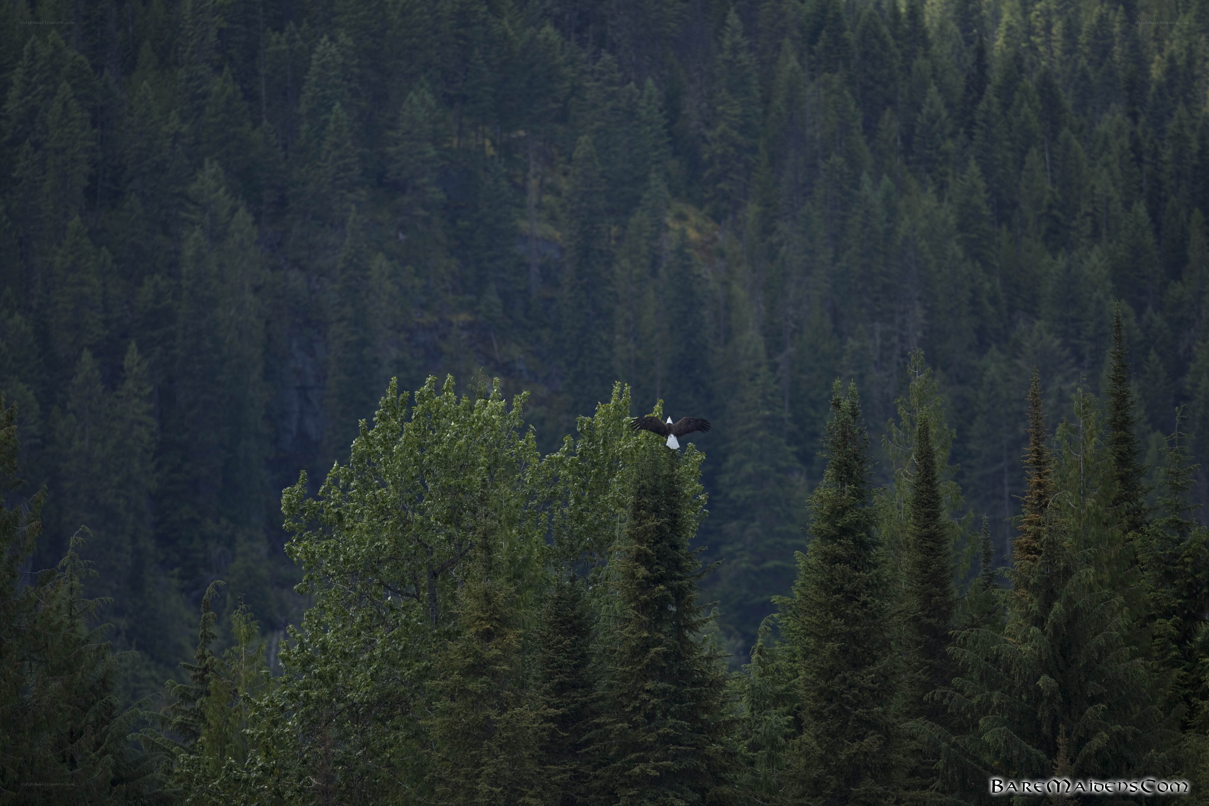 Bald eagle over forest