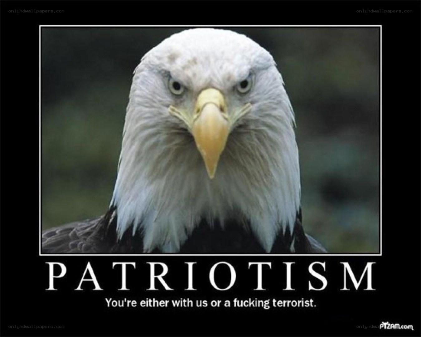 Bald eagle patriotism meme
