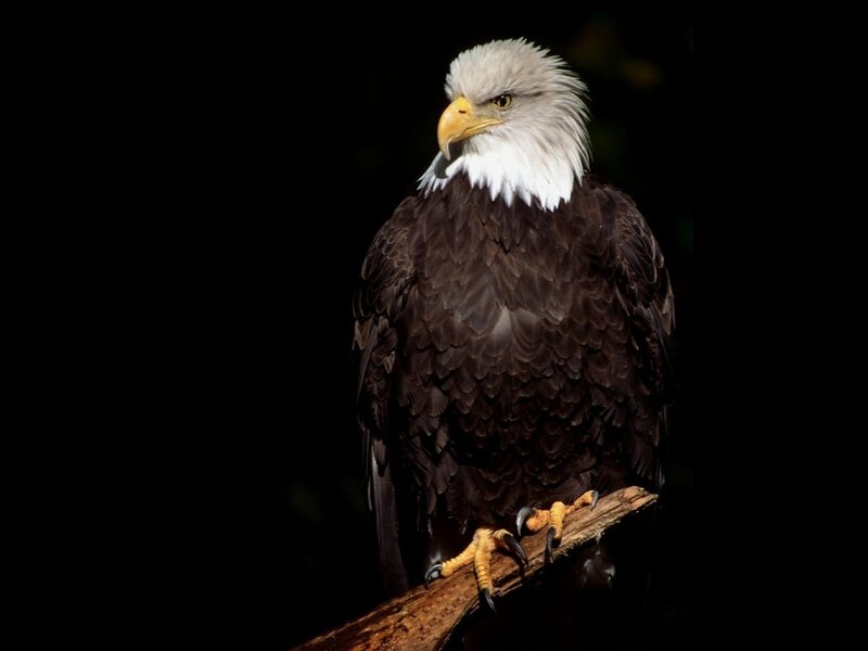 Bald Eagle Perched — Black, Dramatic