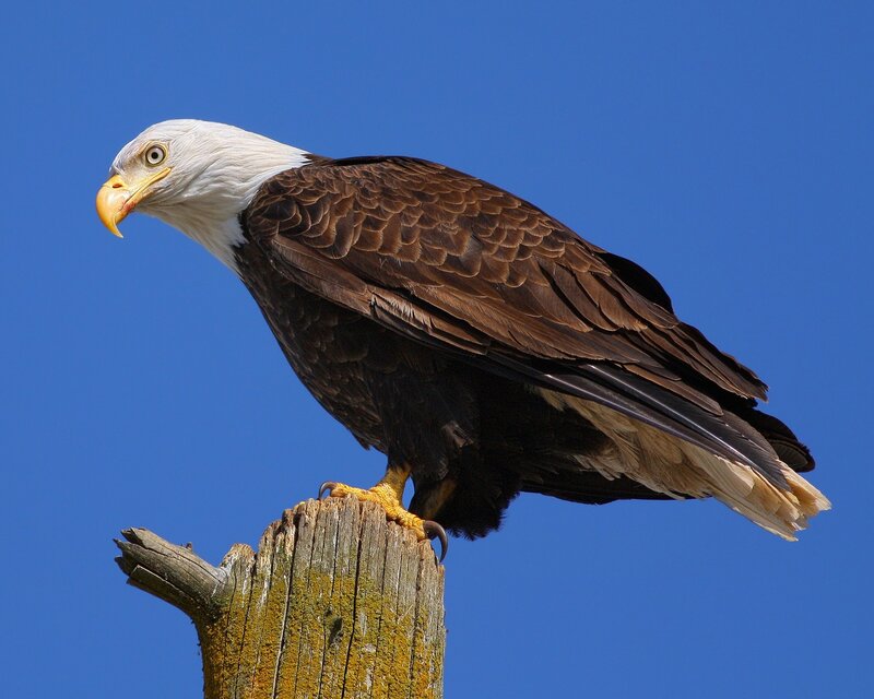 Bald Eagle Perched — Blue, Calm, Afternoon
