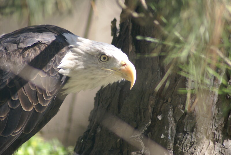Bald Eagle Perched — Brown, Alert, Afternoon, Photograph