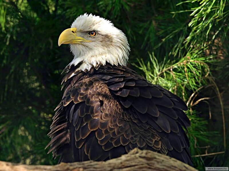 Bald Eagle Perched — Brown, Alert, Afternoon