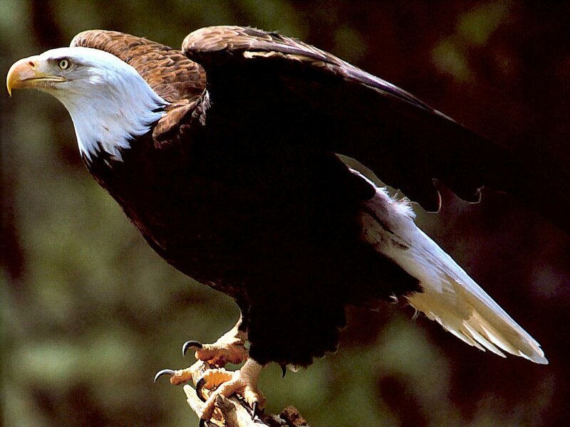 Bald Eagle Perched — Brown, Alert, Photograph, Branch