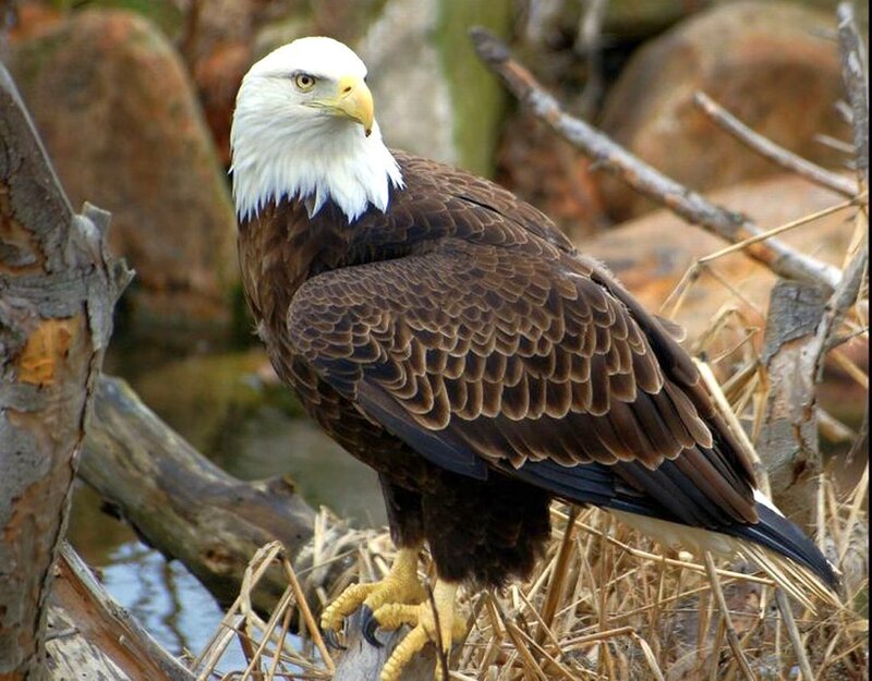 Bald Eagle Perched — Brown, Alert