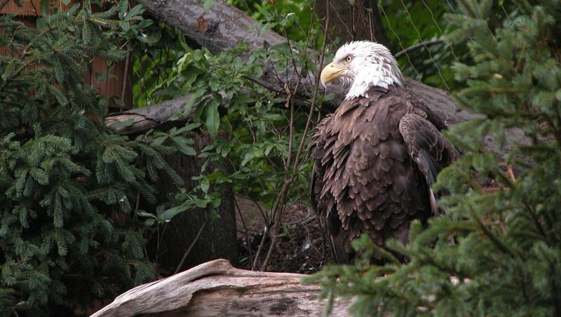 Bald Eagle Perched — Brown, Calm, Afternoon, Photograph