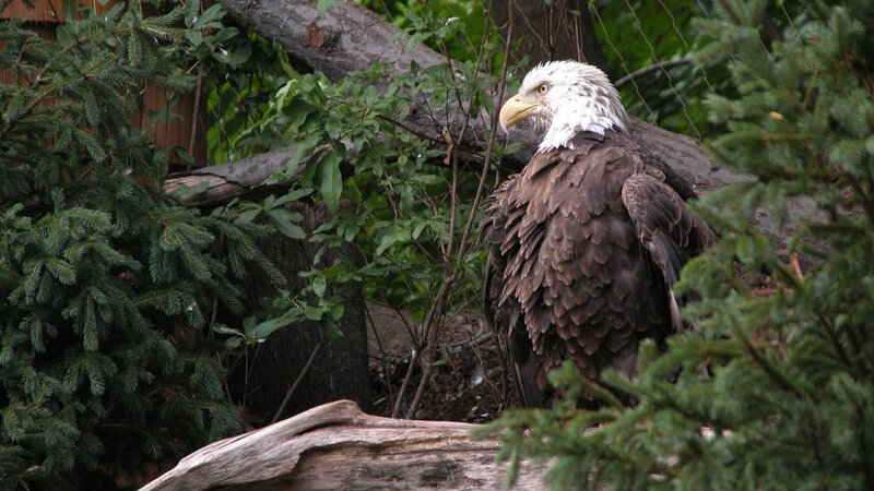 Bald Eagle Perched — Brown, Calm, Afternoon