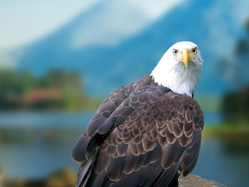 Bald Eagle Perched — Brown, Calm, Photograph