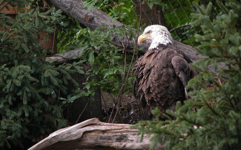 Bald Eagle Perched — Brown, Calm, Photograph, Tree, Branch, Foliage