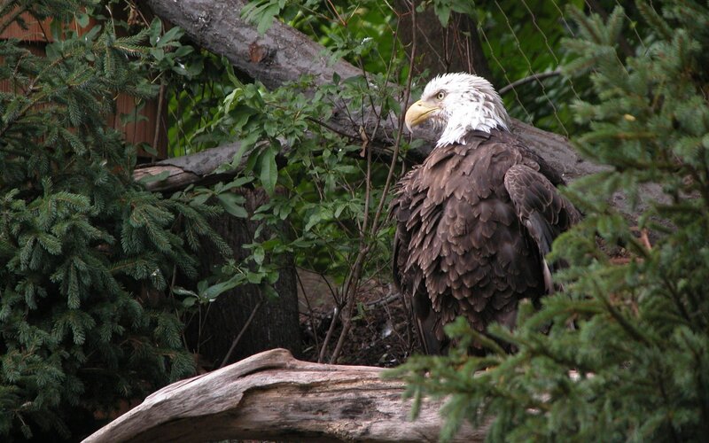 Bald Eagle Perched — Brown, Calm, Photograph, Tree, Branch