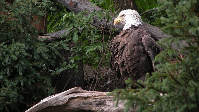 Bald Eagle Perched — Brown, Calm, Photograph, Tree