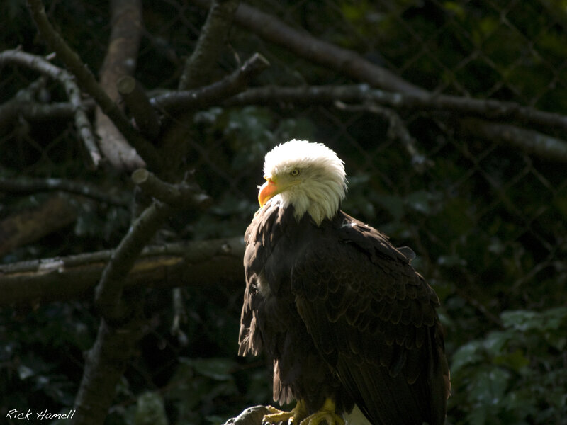 Bald Eagle Perched — Brown, Dramatic, Afternoon