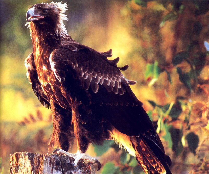 Bald Eagle Perched — Brown, Dramatic