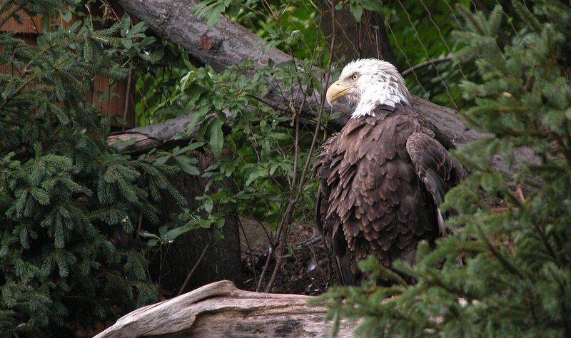 Bald Eagle Perched — Brown