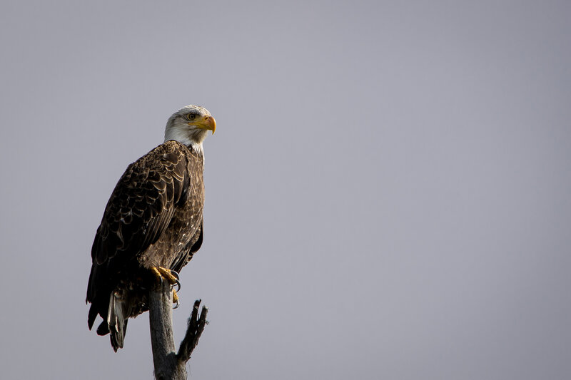 Bald Eagle Perched — Gray