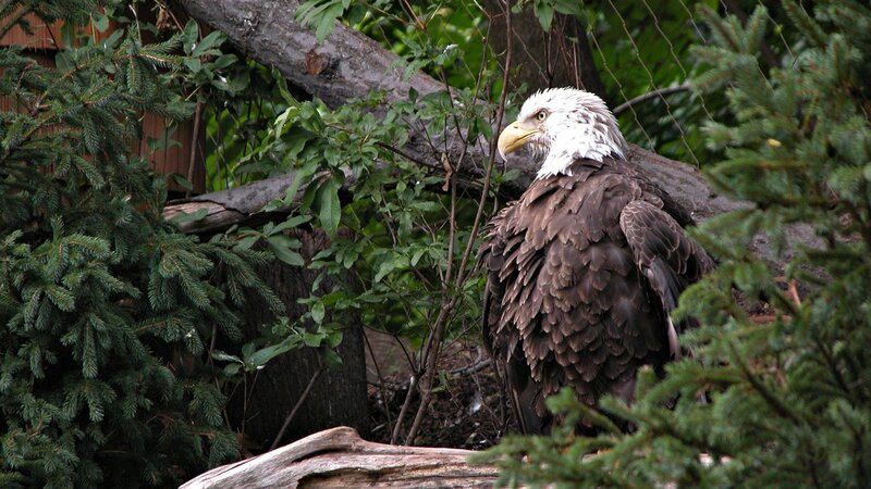Bald Eagle Perched — Green, Calm, Afternoon, Photograph